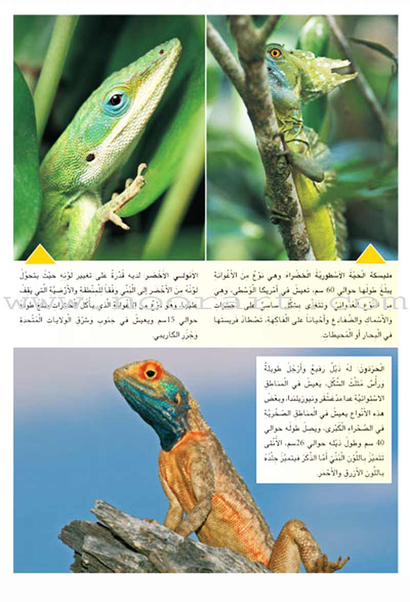 Amazing Animals of the World (8 books) حيوانات مدهشة في العالم