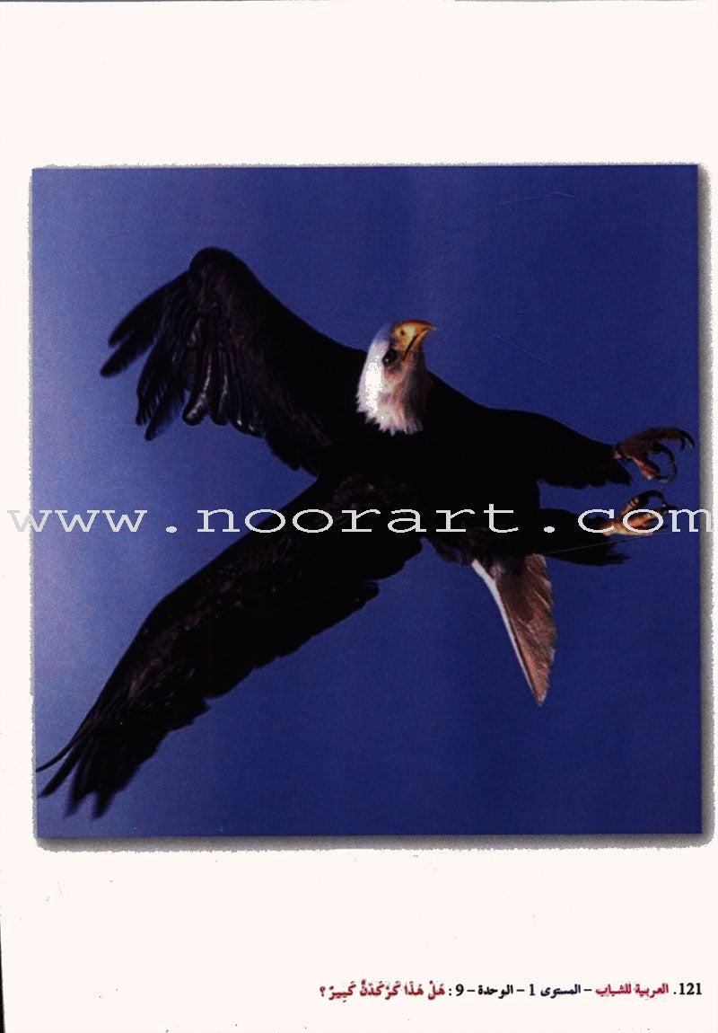 Arabic for Youth Teacher Case : Level 1 حقيبة المعلم العربية للشباب