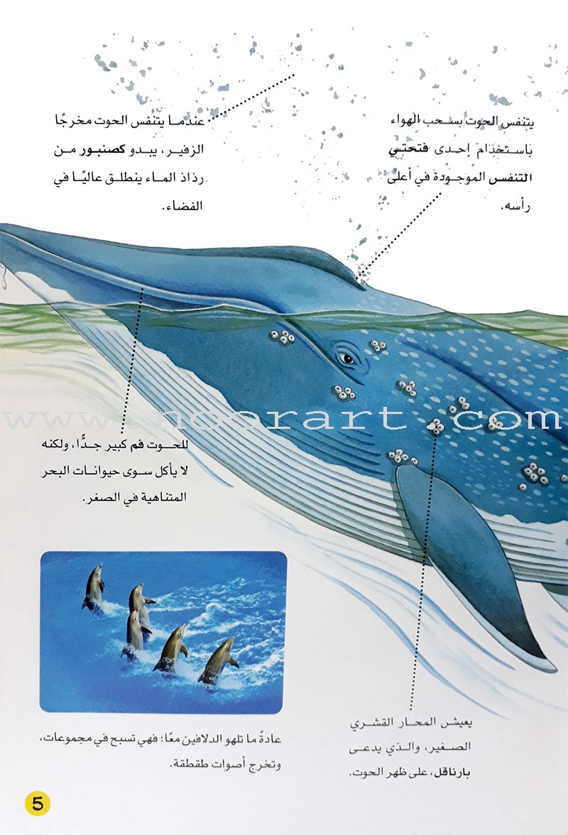 Learning Ladders (Set of 10 Books) سلالم التعلم