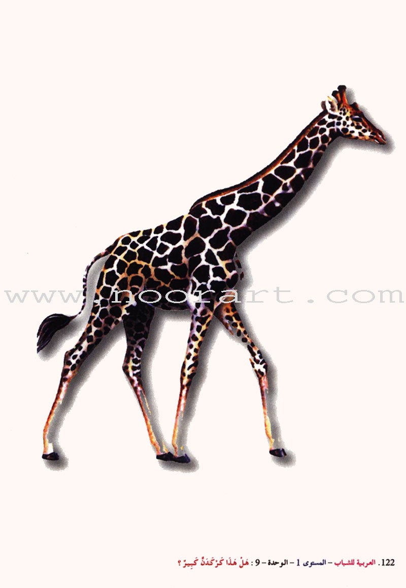 Arabic for Youth Teacher Case : Level 1 حقيبة المعلم العربية للشباب