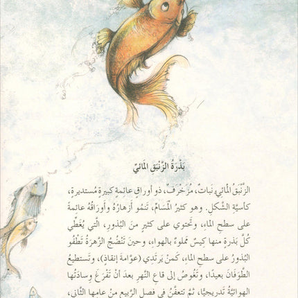 The Forest Mysteries Series (Set of 8 Books) سلسلة الغاز الغابة