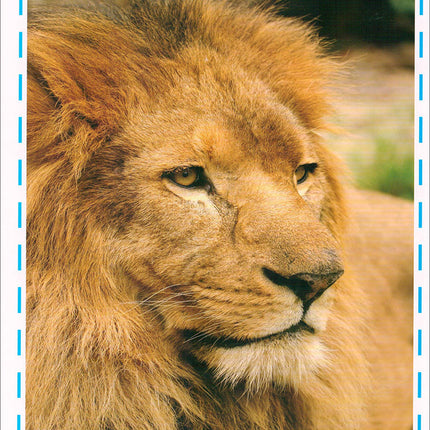 Animal's World series (Set of 6 books) سلسلة عالم الحيوانات