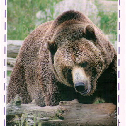 Animal's World series (Set of 6 books) سلسلة عالم الحيوانات