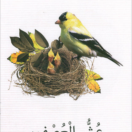 The Reading Tree Series: Beginner Level, Group 1 (Set of 10 Books) سلسلة شجرة القراءة