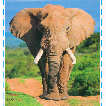 Animal's World series (Set of 6 books) سلسلة عالم الحيوانات