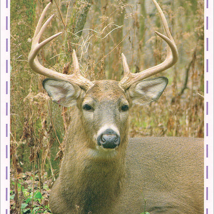 Animal's World series (Set of 6 books) سلسلة عالم الحيوانات