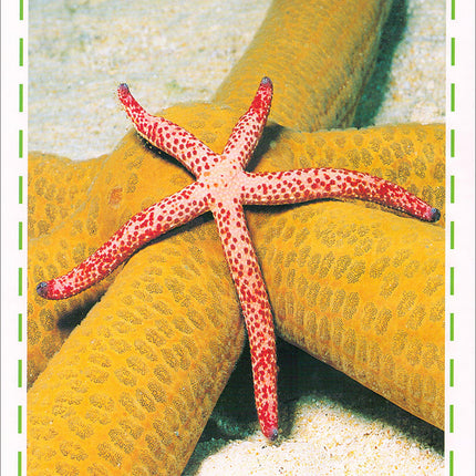 Animal's World series (Set of 6 books) سلسلة عالم الحيوانات