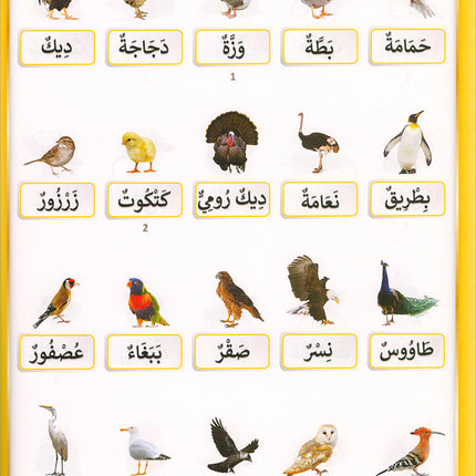 The Integrated Foundation: Volume 5 (Alphabet Picture Dictionary) التأسيس المتكامل: كتاب معجم صور الحروف
