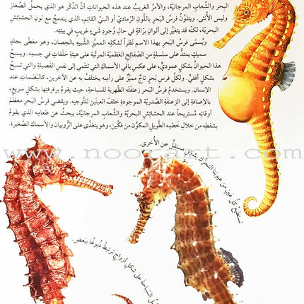 Encyclopedia of knowledge for young people  (My giant book ,Set of 25 Books) موسوعة المعرفة للناشئة  ,كتابي العملاق