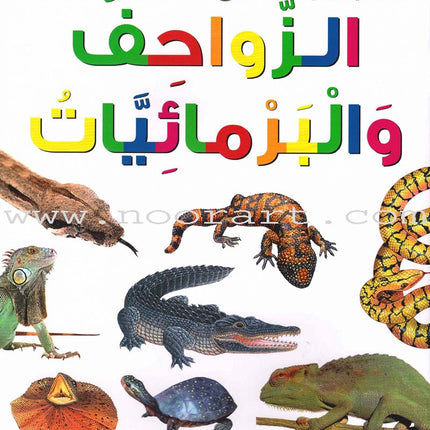My First Questions and Answers Series سلسلة أسئلتي وأجوبتي الأولى
