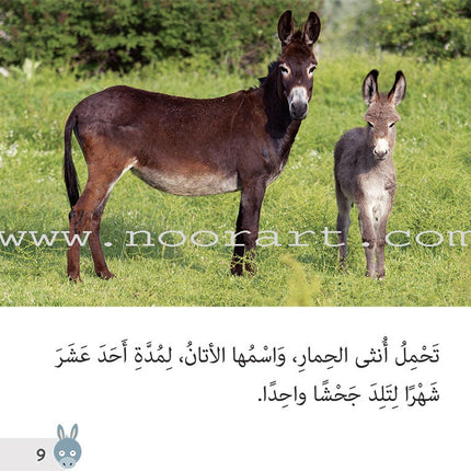 Let's Read and Discover Series (set of 5 books) سلسلة  هيا نقرأ ونكتشف