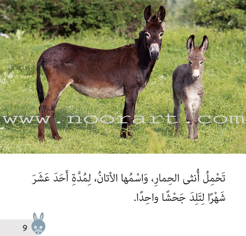 Let's Read and Discover Series (set of 5 books) سلسلة  هيا نقرأ ونكتشف