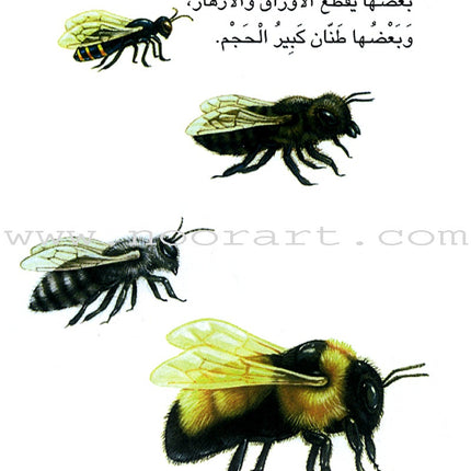 The Reader's Club: Level 3 (18 Books) نادي القراء - المستوى الثالث