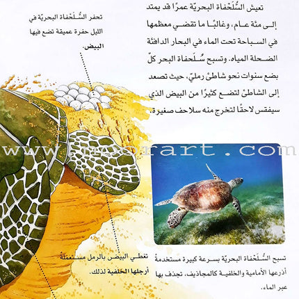 Learning Ladders (Set of 10 Books) سلالم التعلم