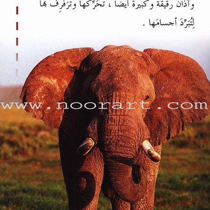 Useful Reading Series - Elephants - Level A2 القراءة المفيدة  - الفيلة