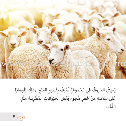 Let's Read and Discover Series (set of 5 books) سلسلة  هيا نقرأ ونكتشف