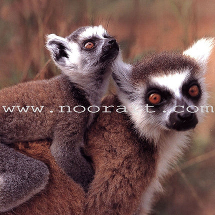 Baby Animal Series (8 Books) سلسلة صغار الحيوانات