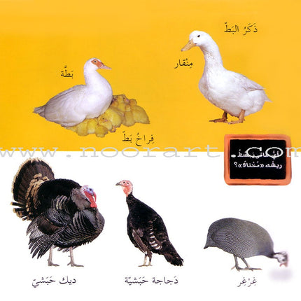 My Illustrated Words - The Animals