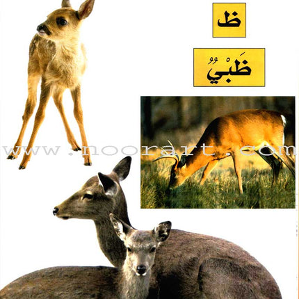 My Fun World - My Fun Letters: Level KG 1, Part 2 حروفي الممتعة